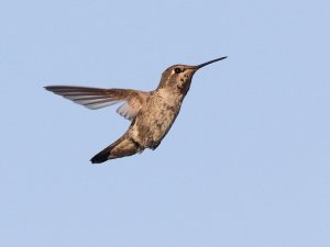 Anna's Hummingbird, Female