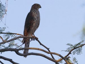 Cooper's Hawk