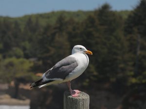 Western Gull, Northern