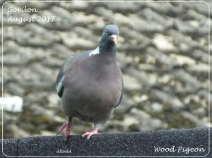 Wood Pigeon