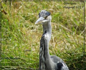 Grey Heron