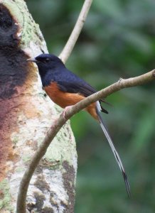 White-rumped Shama