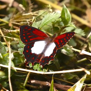 White-spotted Fiery Satyr (open wing)