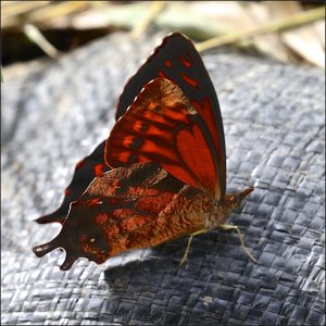 White-spotted Fiery Satyr (closed wing)