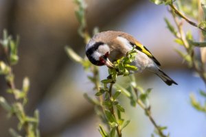 European Goldfinch