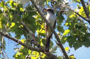 Yellow-billed Cuckoo