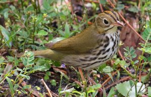 Ovenbird