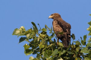 Lesser Spotted Eagle