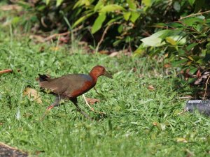 Rufous-necked Wood Rail