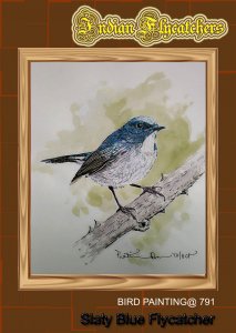 Slaty blue Flycatcher