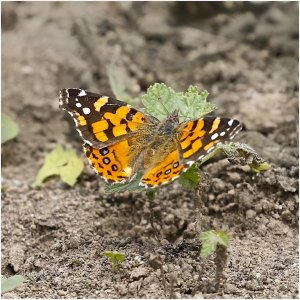South American Painted Lady (open wing)