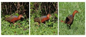 Rufous-necked Wood Rail