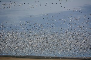 Snow Geese on Migration