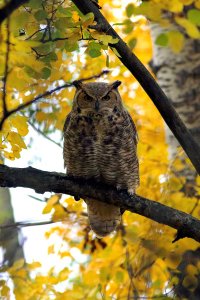 Great Horned Owl