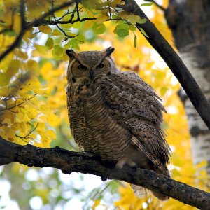 Great Horned Owl