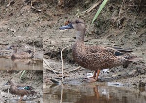 Blue-winged Teal