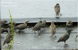 Starlings Galore