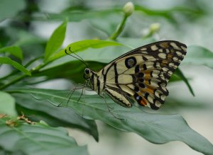 Lime Butterfly