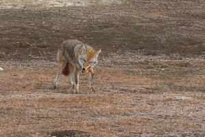 Coyote eating a prairie dog