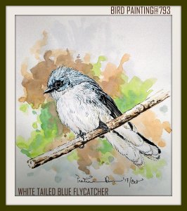White tailed blue flycatcher