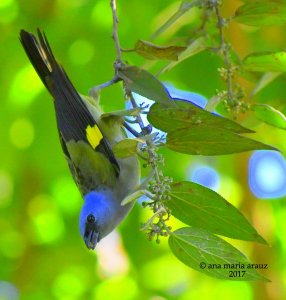 Yellow-winged Tanager