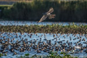 Hunting Goshawk