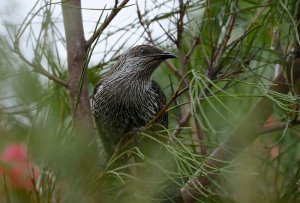 Little Wattlebird