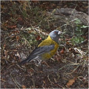 Peruvian Sierra Finch