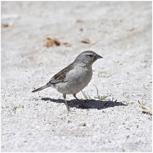 Ash-breasted Sierra Finch