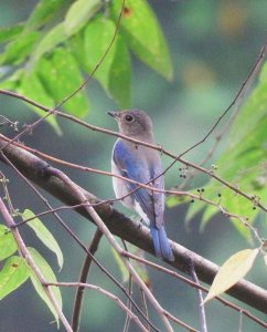 Blue-and-white/Zappey's Flycatcher