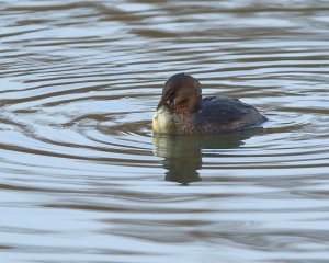 Grebe with a Blue gill