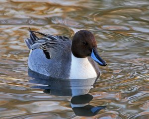 Pintail