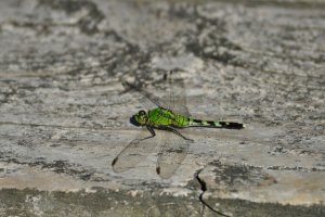 And another Eastern Pondhawk