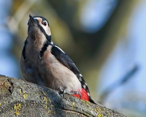 Great Spotted Woodpecker