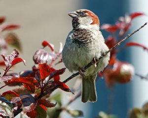 House Sparrow