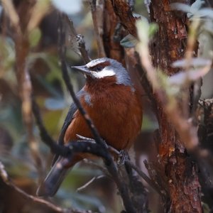 Giant Conebill