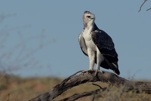 Martial Eagle (immature) in Nossob Valley, South Africa