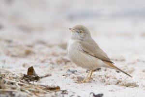 Asian Desert Warbler (Sylvia nana)