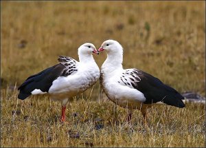 Andean Geese