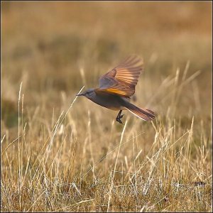 Rufous-webbed Bush Tyrant