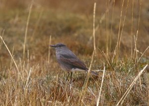 Rufous-webbed Bush Tyrant