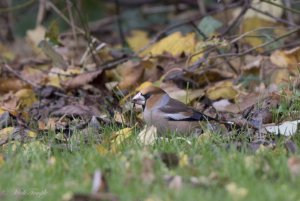 Hawfinch in my garden