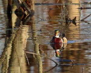 Wood Duck Drake