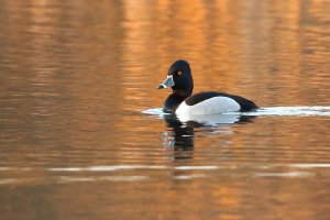 Ring Necked Duck at Dusk