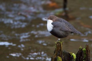 White-throated Dipper (Cinclus cinclus)