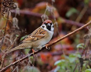 Tree Sparrow