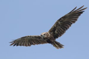 Marsh Harrier