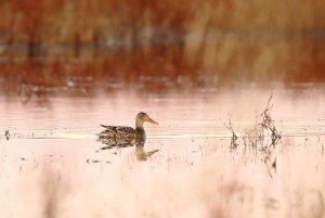 Northern Shoveler Female