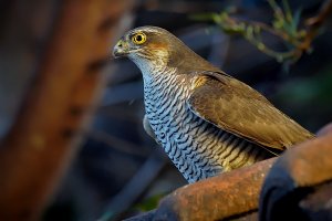 Sparrowhawk - female