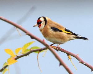 Goldfinch